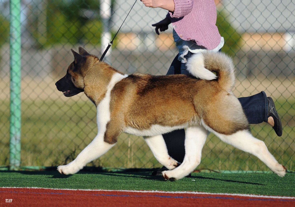 Сиба ину сидит