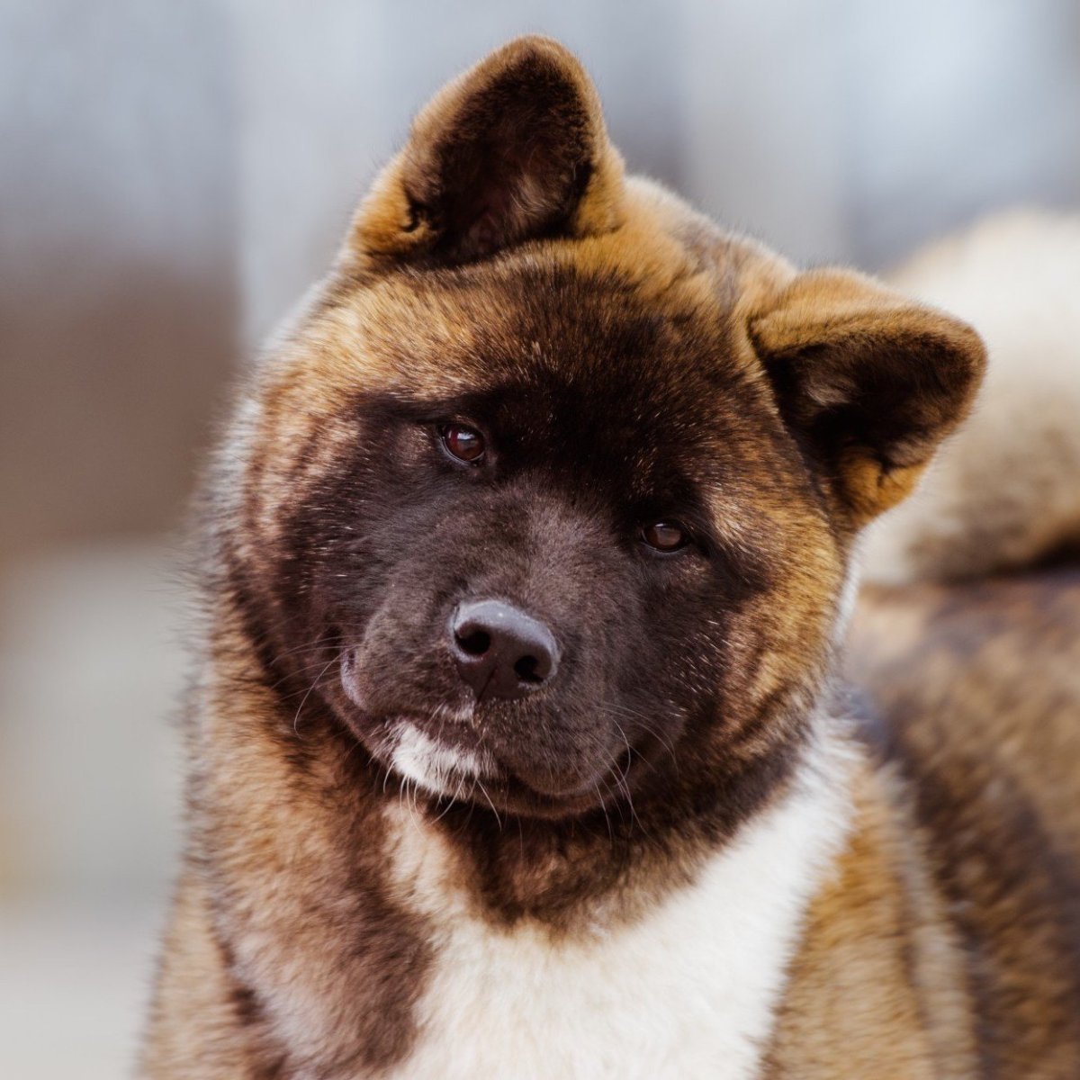 Акита-ину шоколадный