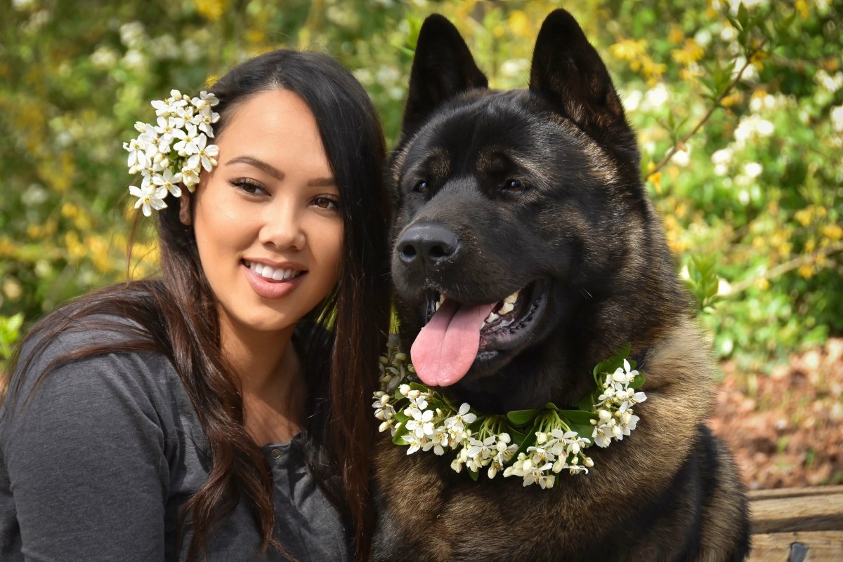 Акита-ину и сиба-ину