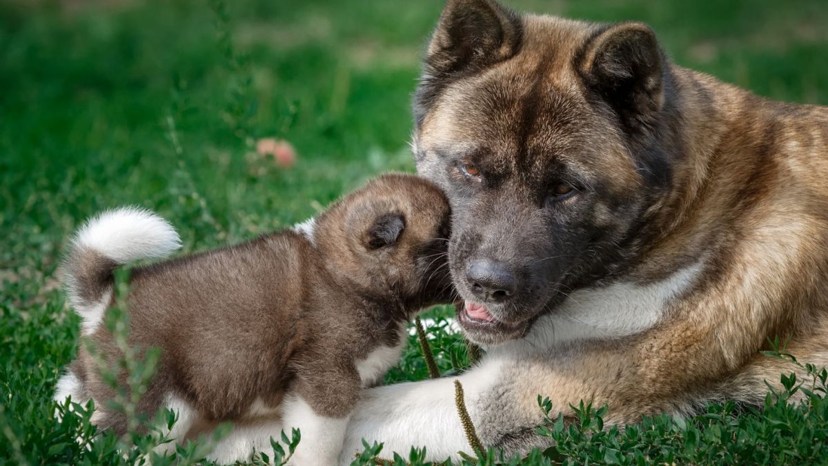 Американскачакита черная