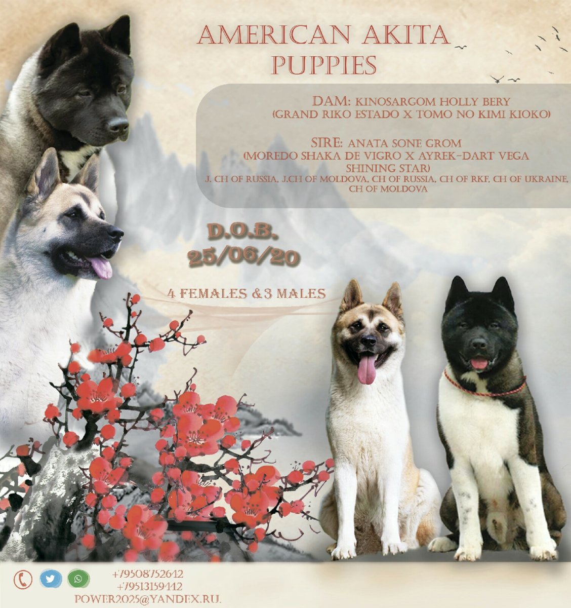 Акита Курск магазин