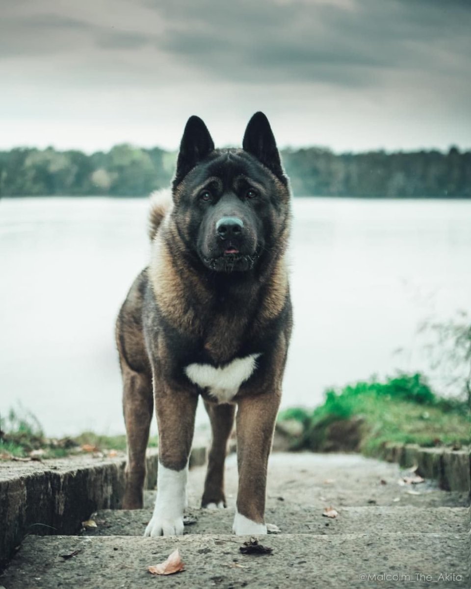 Паркер Уилсон Хатико