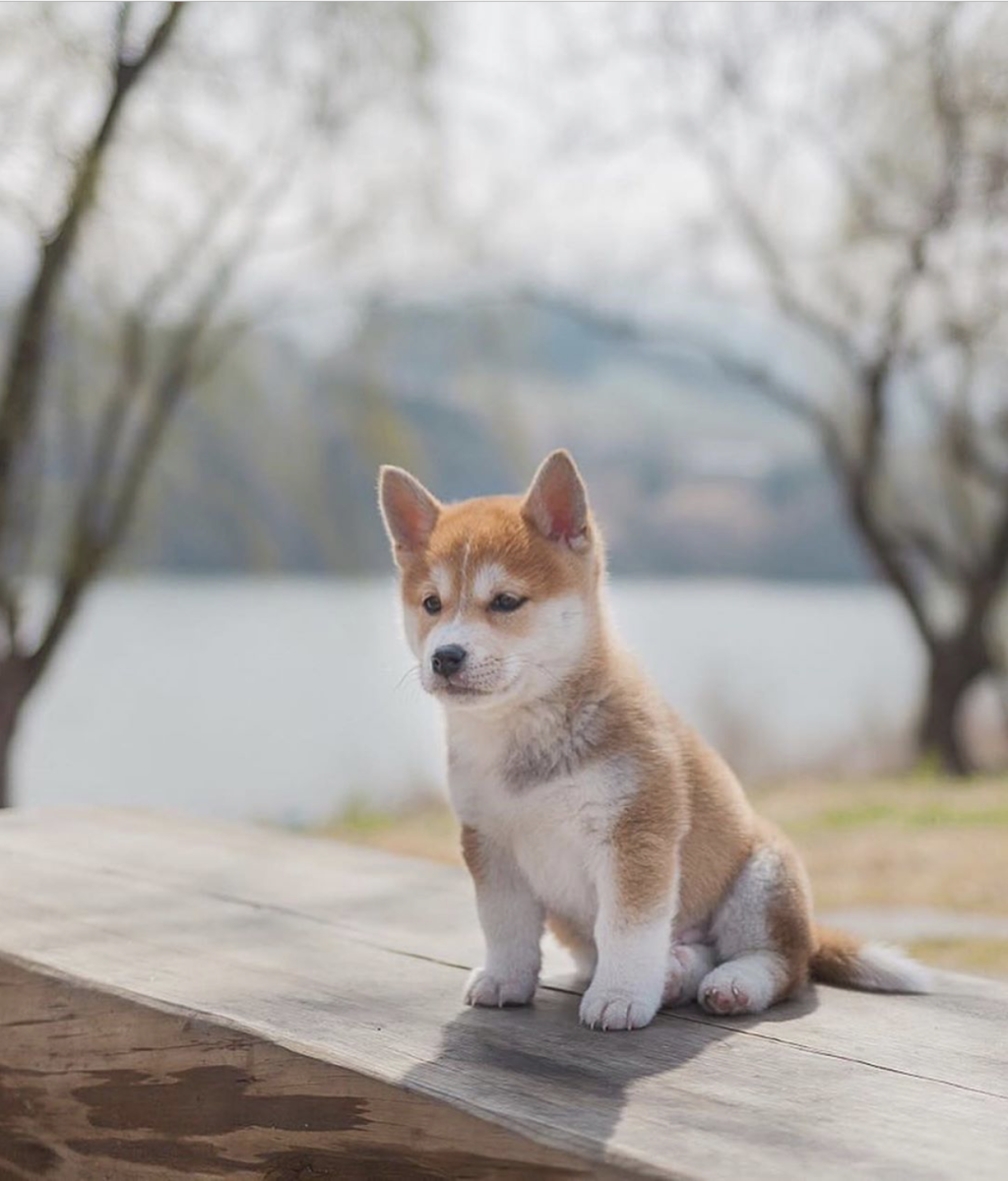 Акита ину с человеком