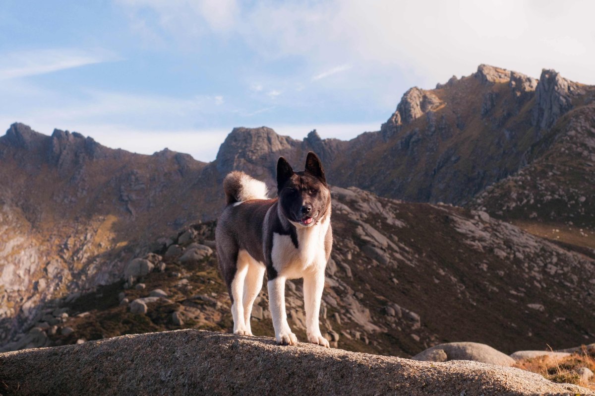 Американская Акита арт