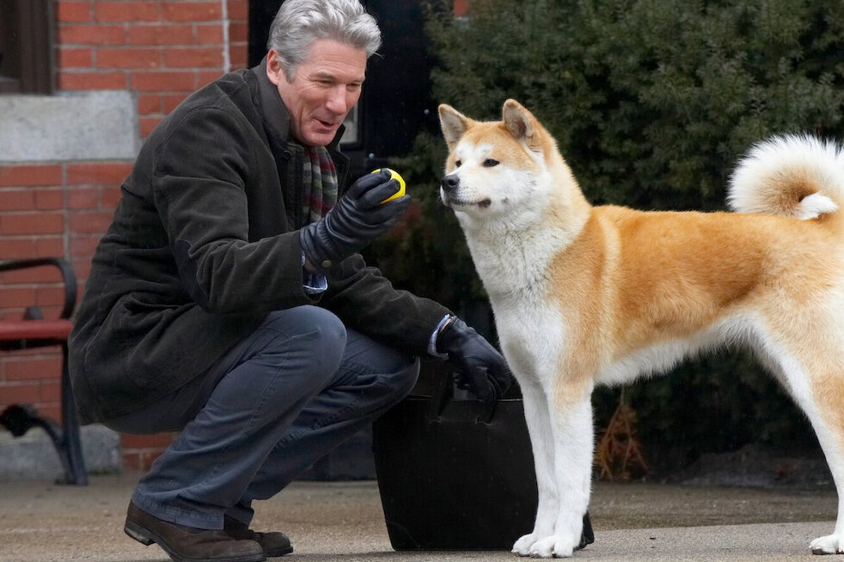 Американская Акита взрослая