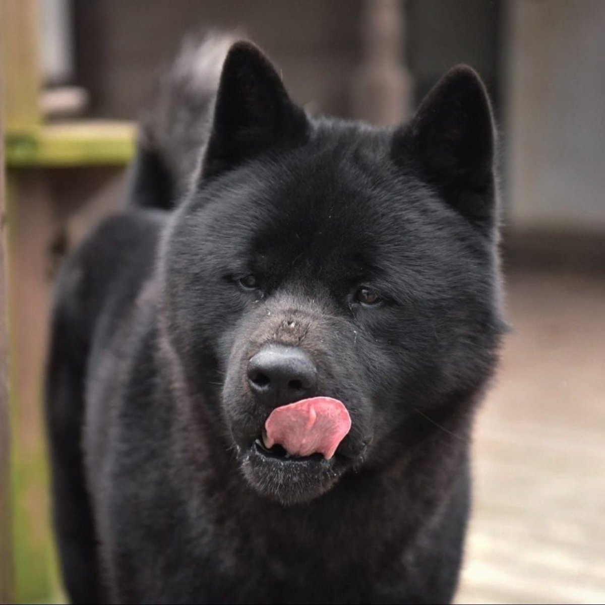 Американская Акита окрас гиены