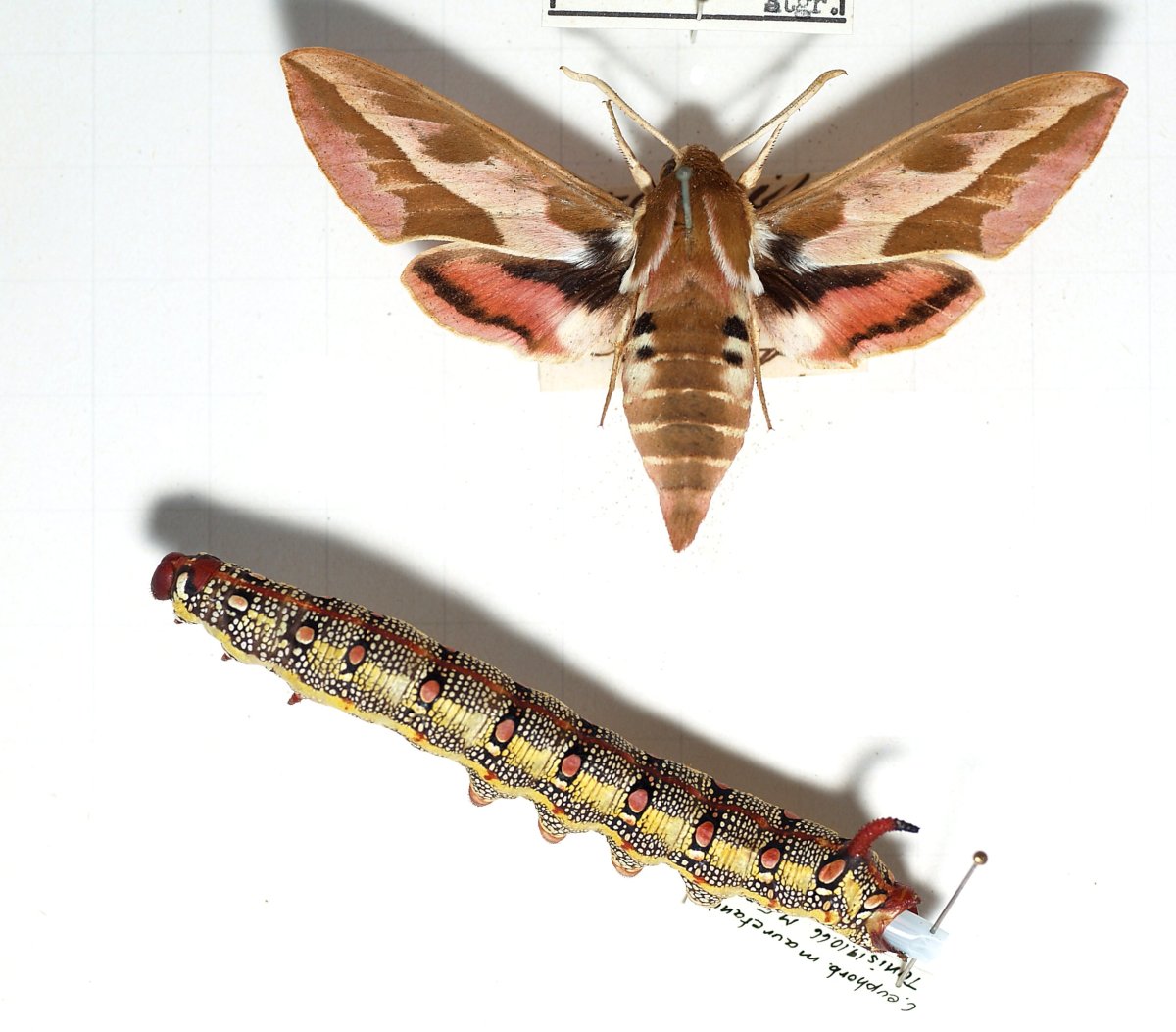 Бабочка Бражник молочайный