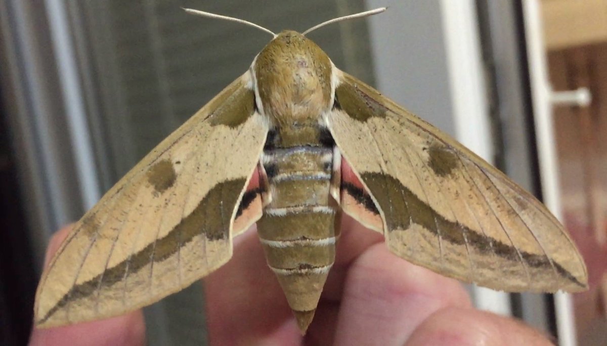 Бражник бабочка