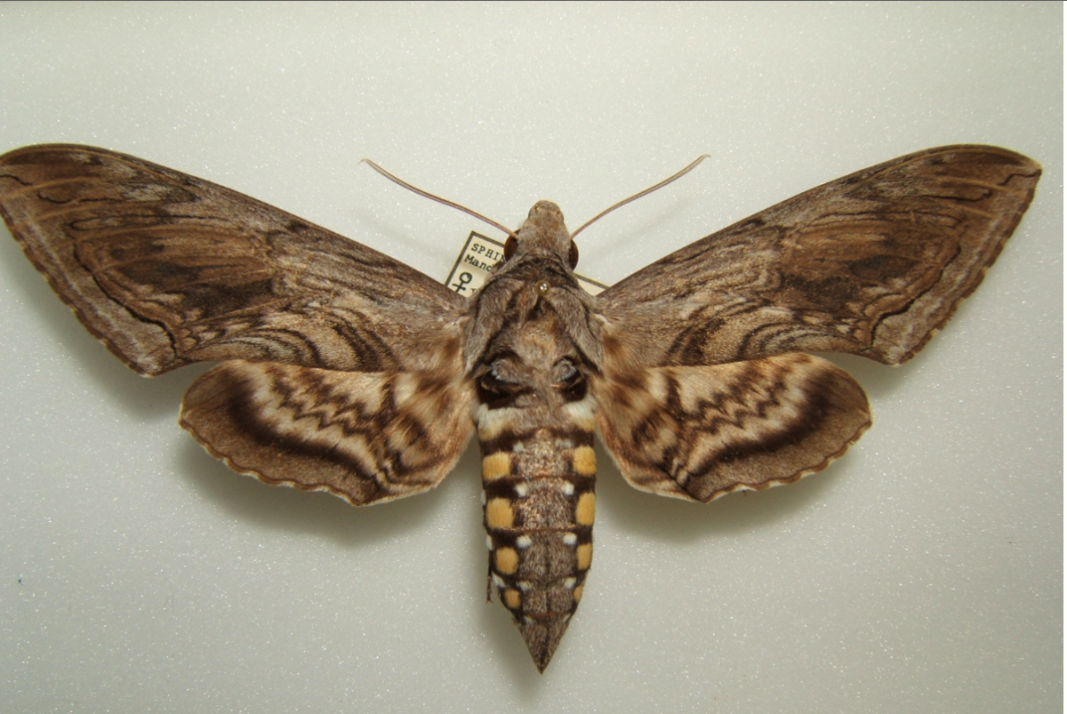 Табачный Бражник бабочка