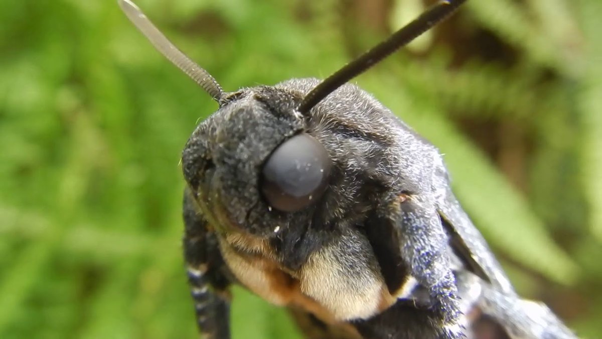 Бражник языкан обыкновенный
