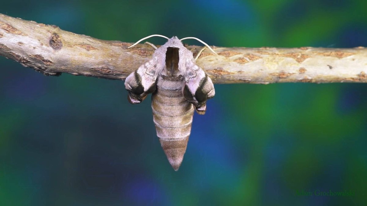 Личинка БРАЖНИКА глазчатого