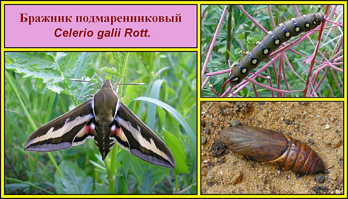 Бражник подмаренниковый гусеница