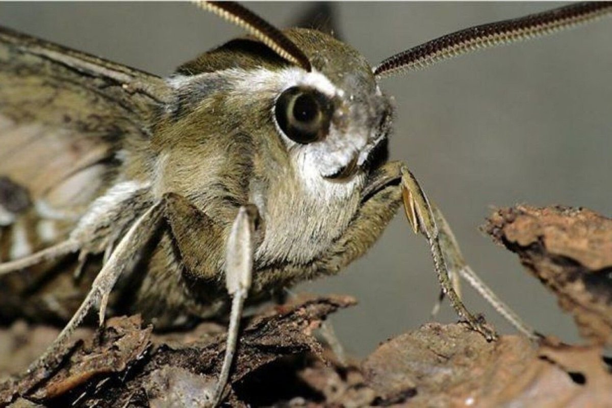 Совиный мотылек из семейства Брамеи