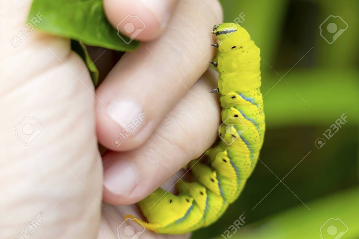 Мотылек Бражник мертвая голова