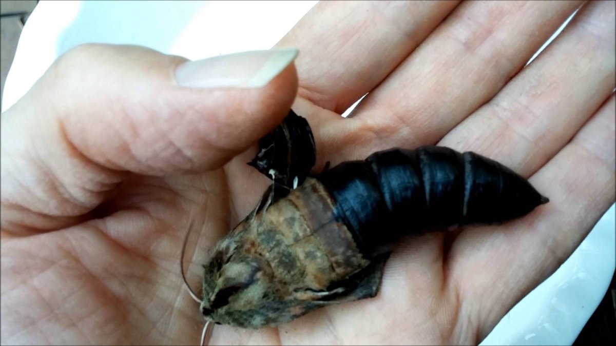 Олеандровый Бражник куколка