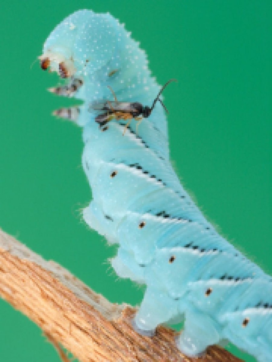 Acherontia Atropos гусеница