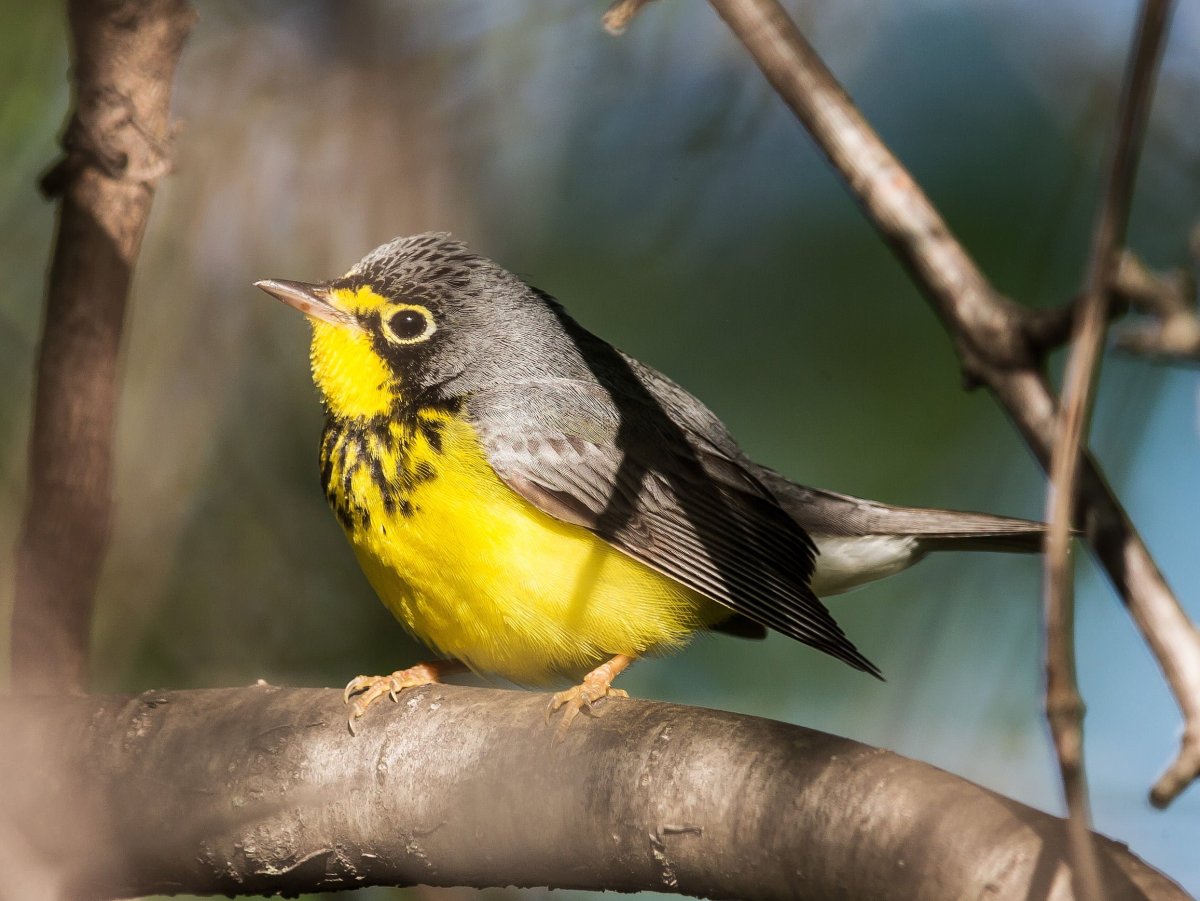 Warbler птица
