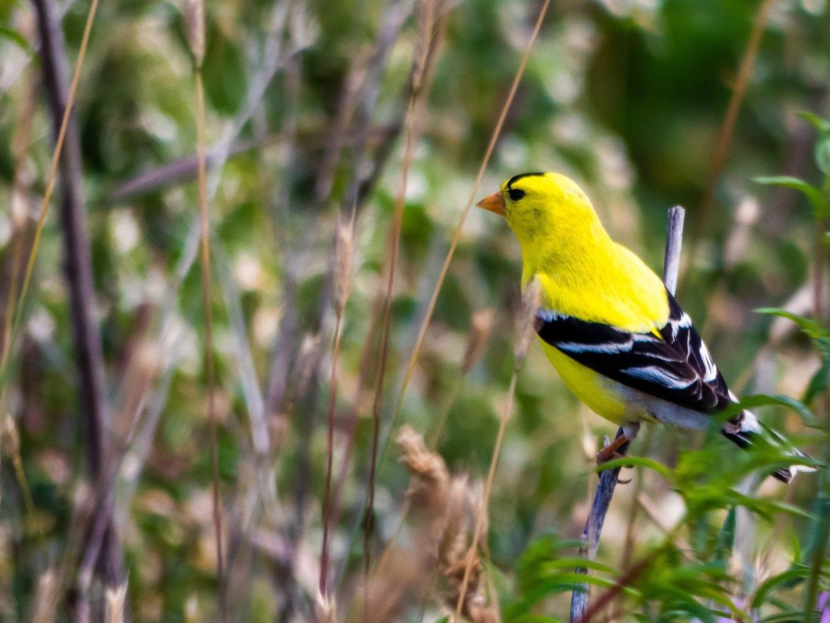 Желтая певчая птица