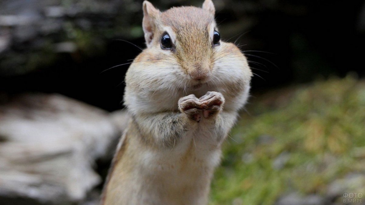 Бурундук с щеками