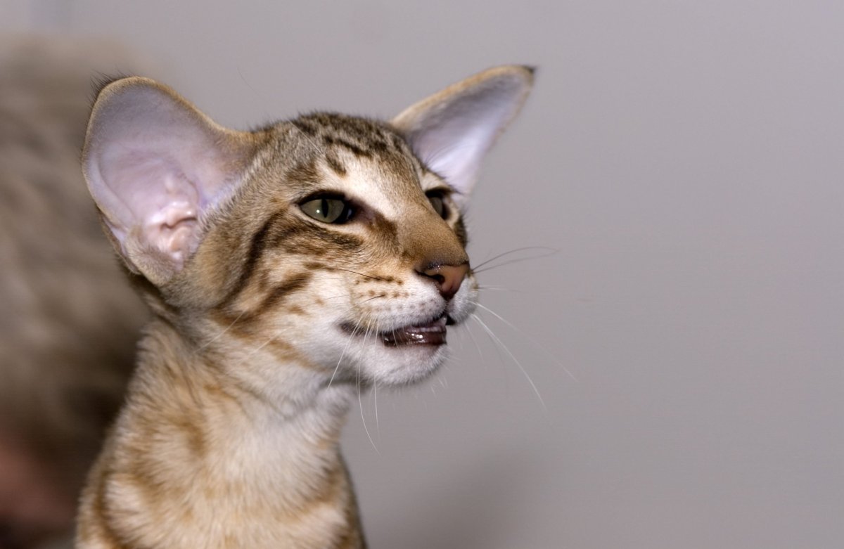 Саблезубый ориентальный кот