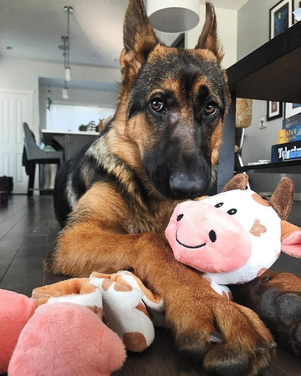 Смешная овчарка