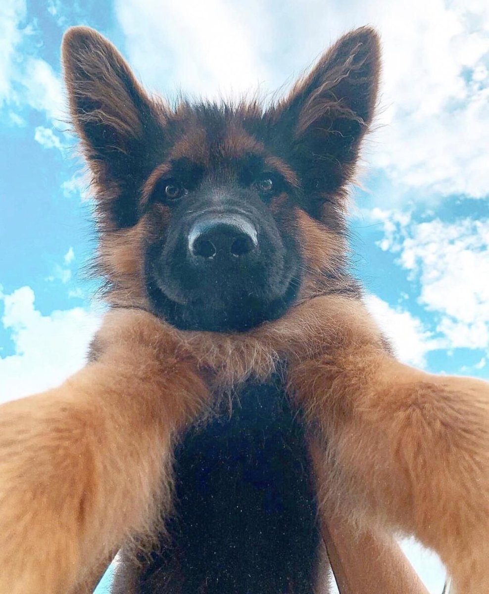 Немецкая овчарка босс