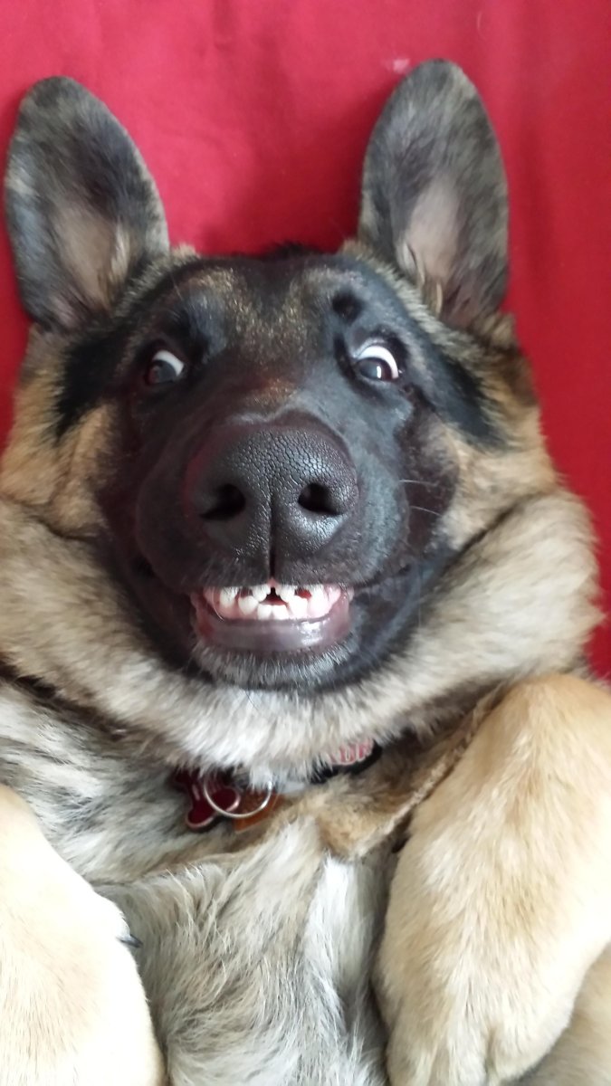 Вельш корги пемброк и хаски