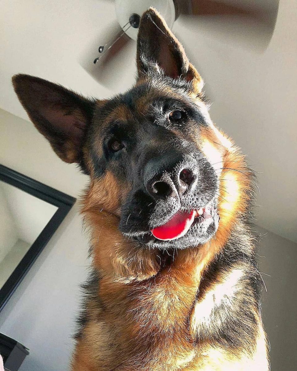 Working Dog German Shepherd Russia