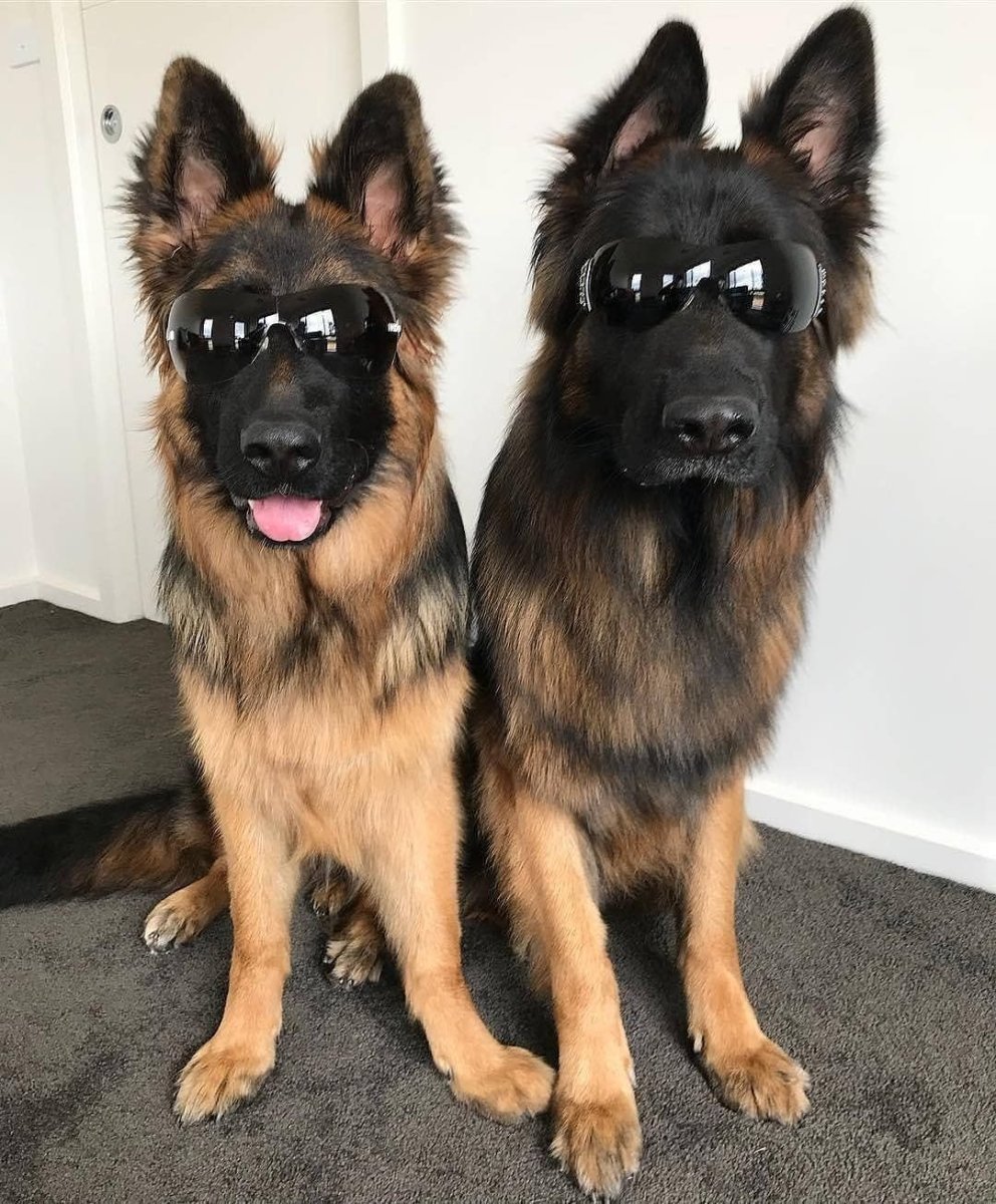 Смешная овчарка