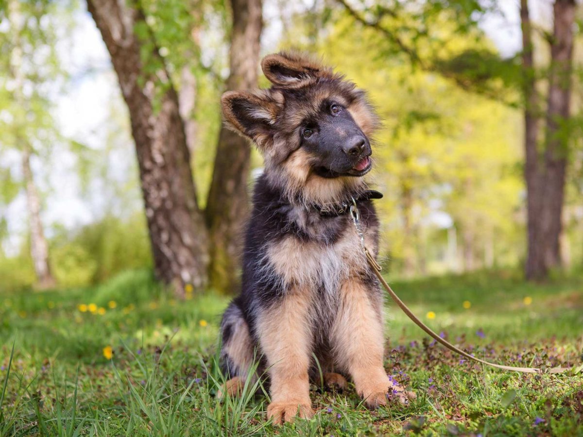 Смешные немецкие овчарки