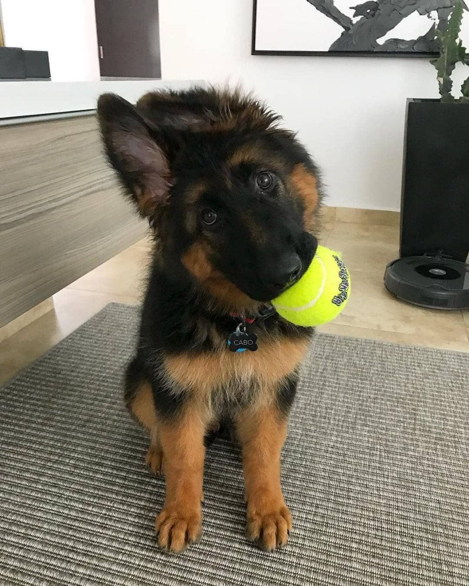 Овчарка в машине