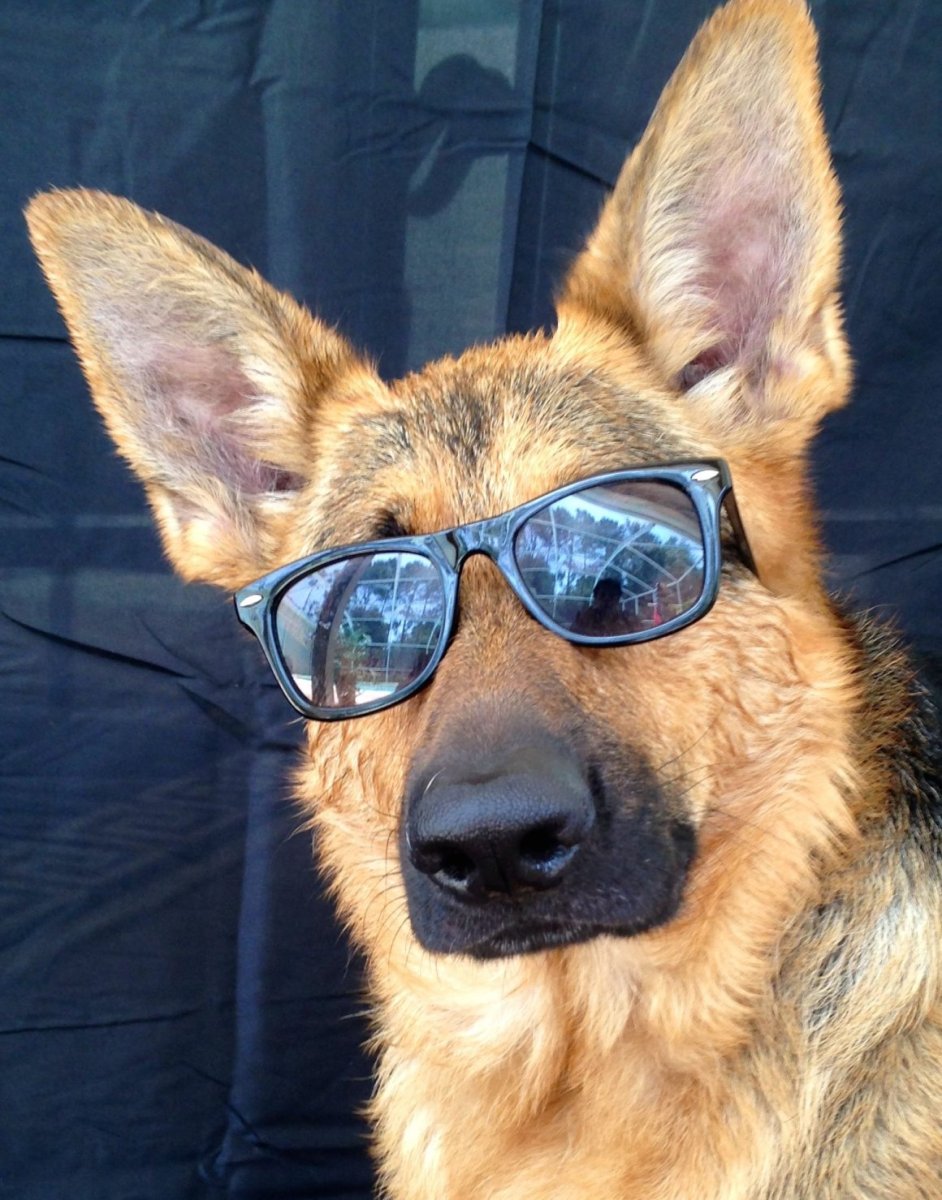 Смешные немецкие овчарки