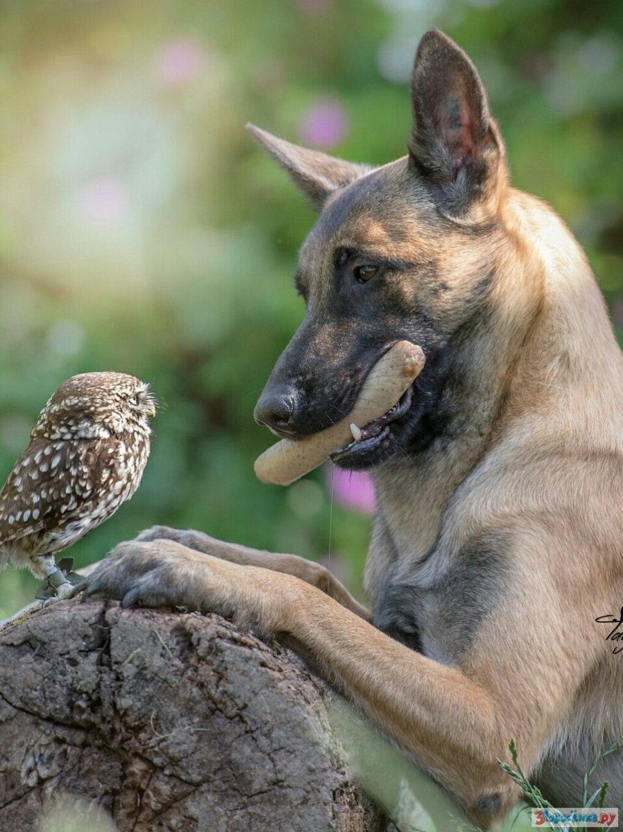 Немецкая овчарка в очках