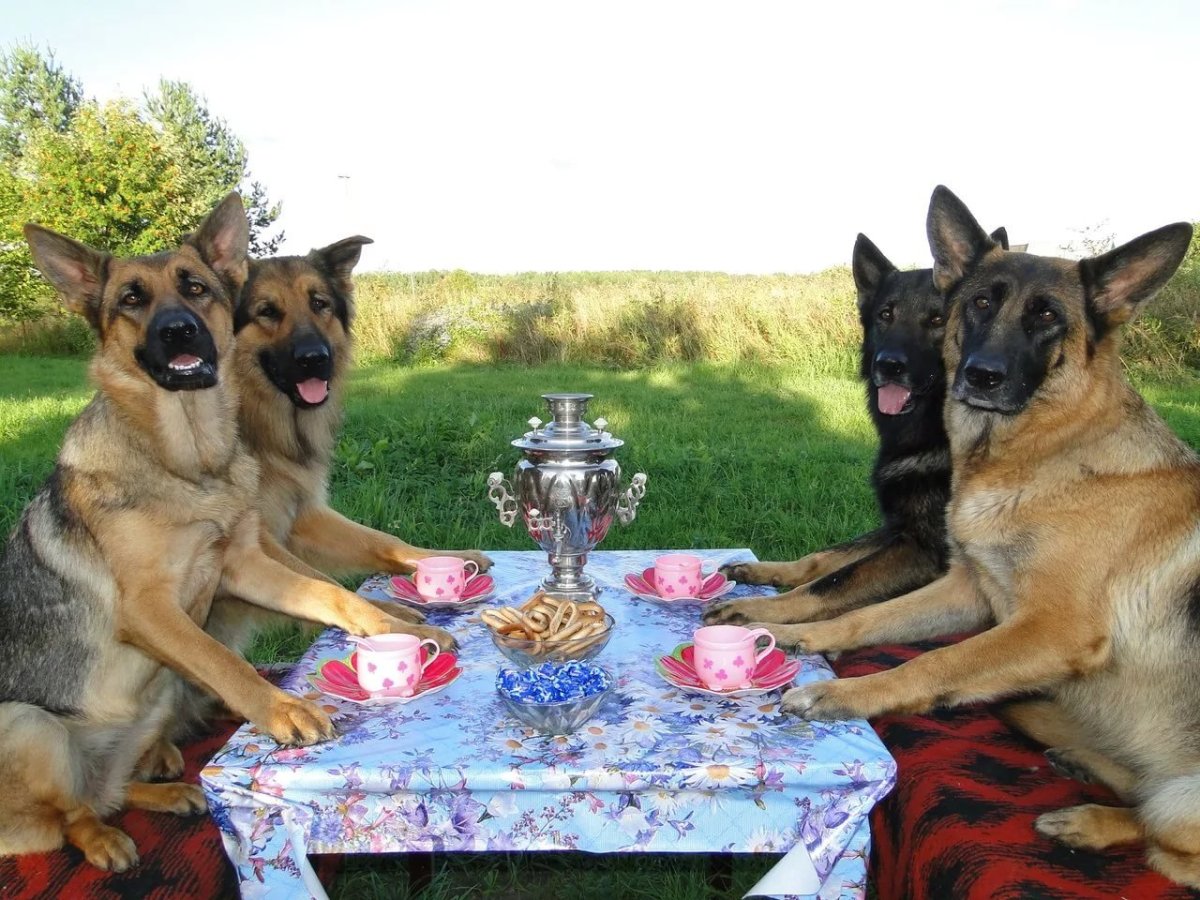 Пёс Квазимодо овчарка