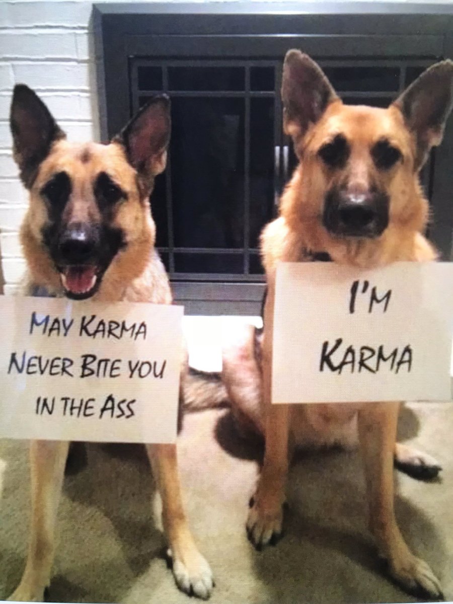 Немецкая овчарка смешно