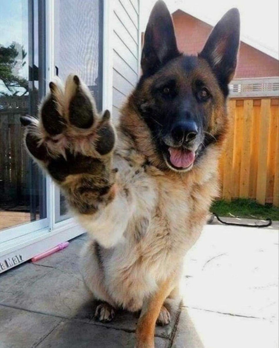 Две собаки улыбаки