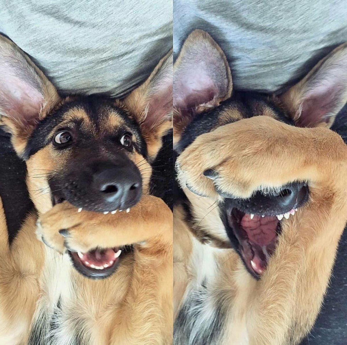 Немецкая овчарка прямоспиная