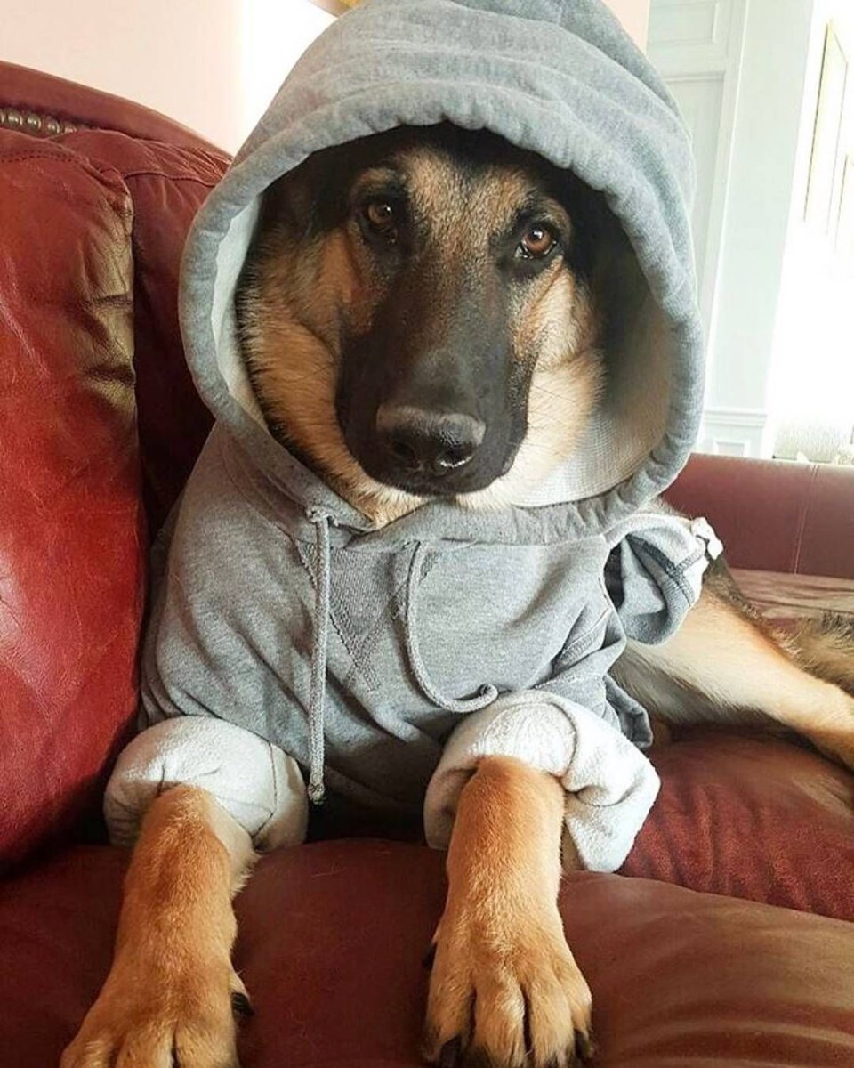 Миниатюрная немецкая овчарка