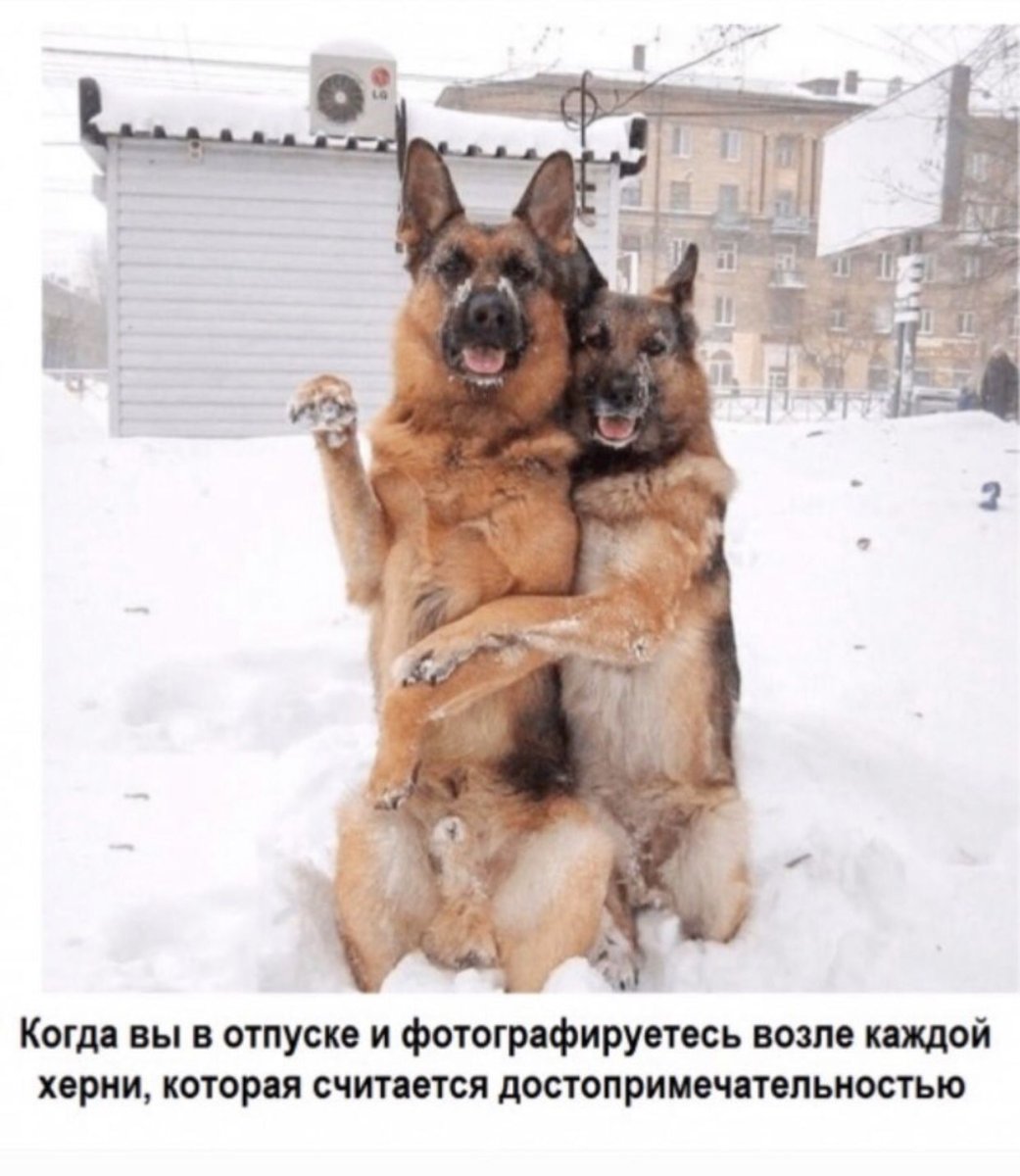 Немецкая овчарка сутулая