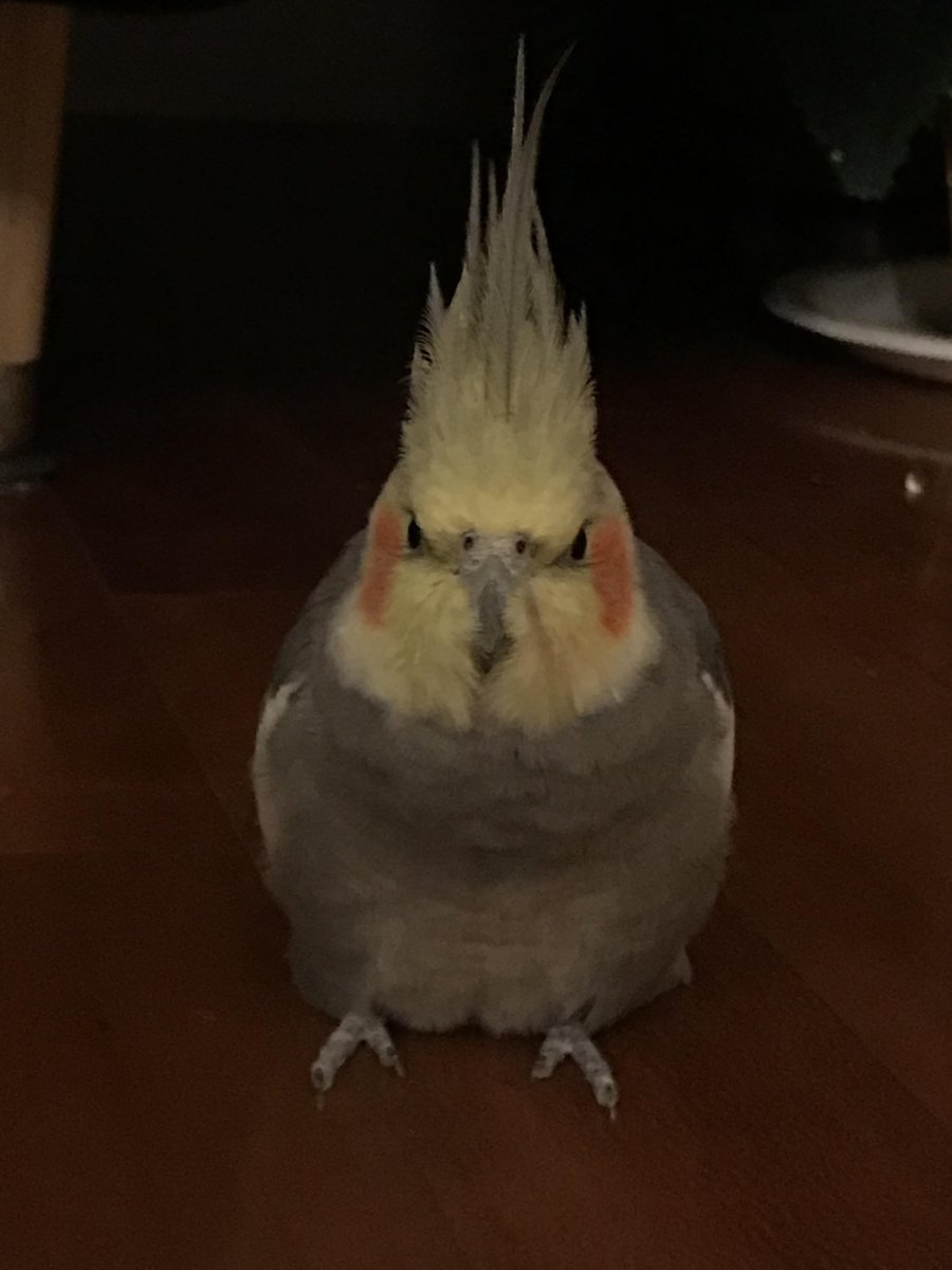 Корелла желтый