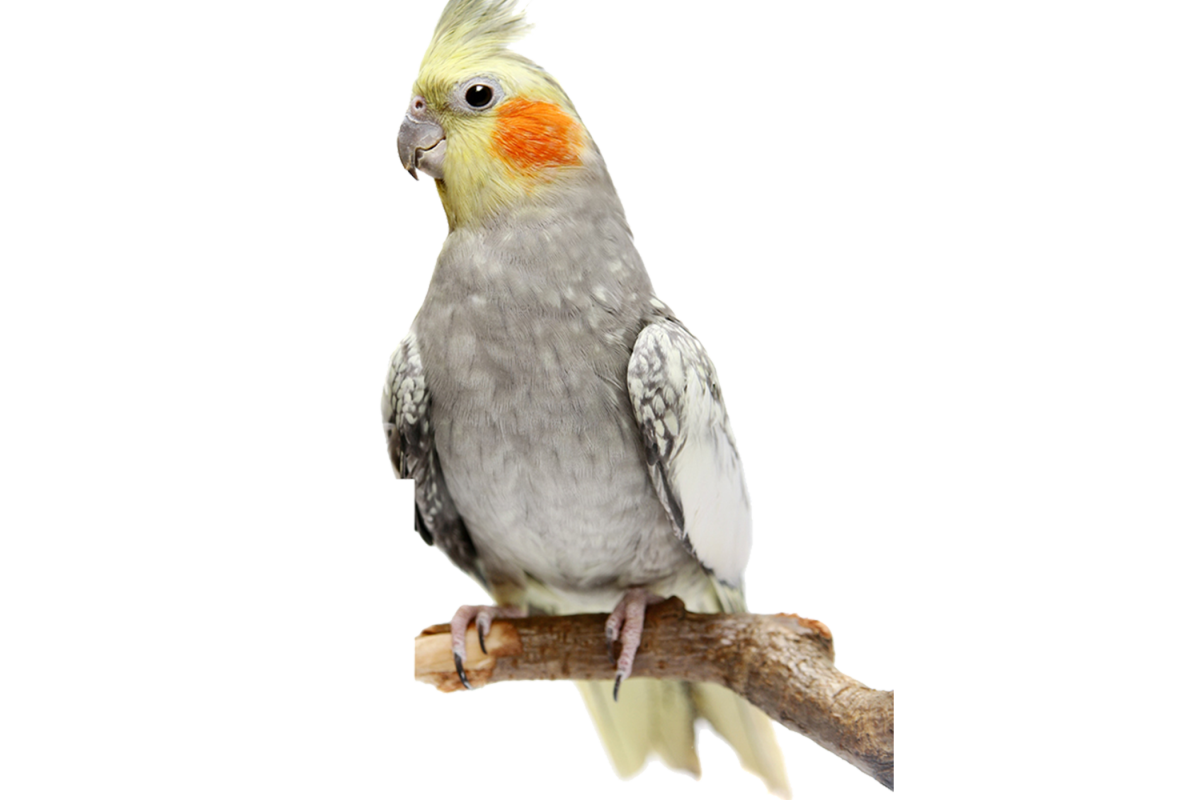 Попугай корелла белый