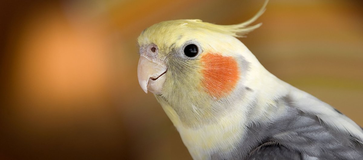 Попугай корелла референс