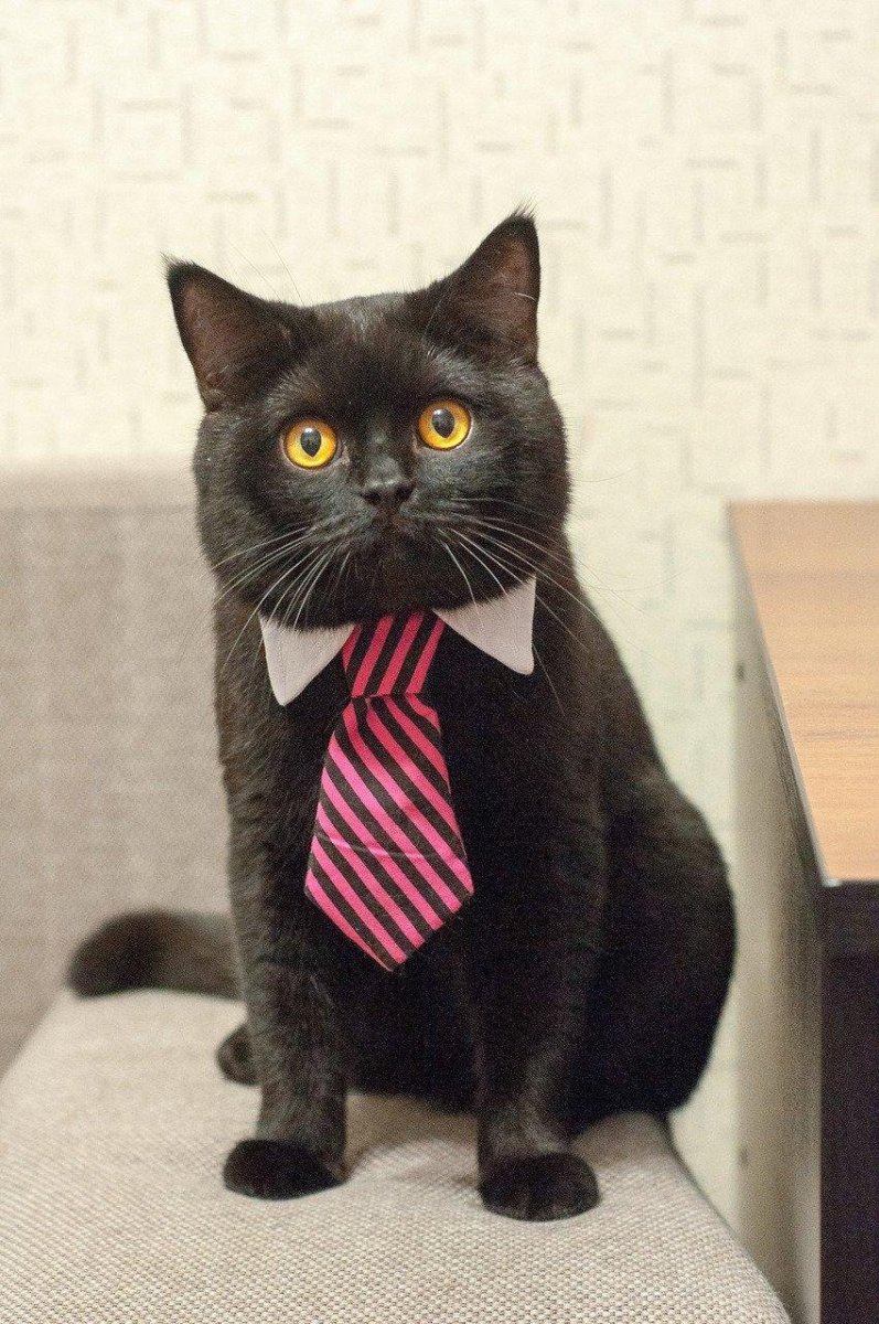 Кот в деловом костюме