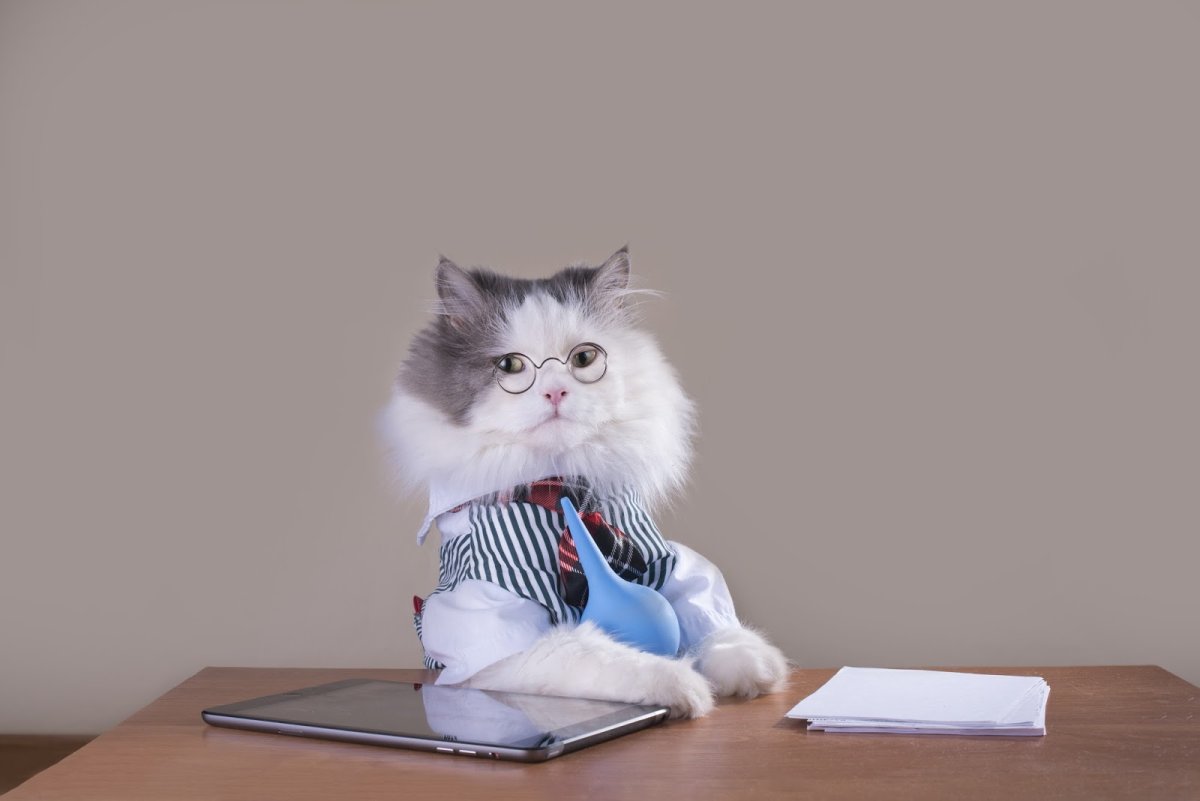 Котенок в офисе