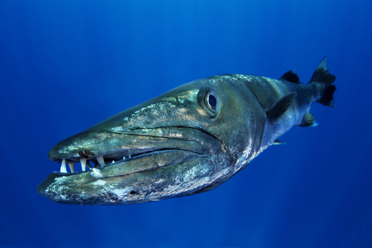 Голубая Барракуда