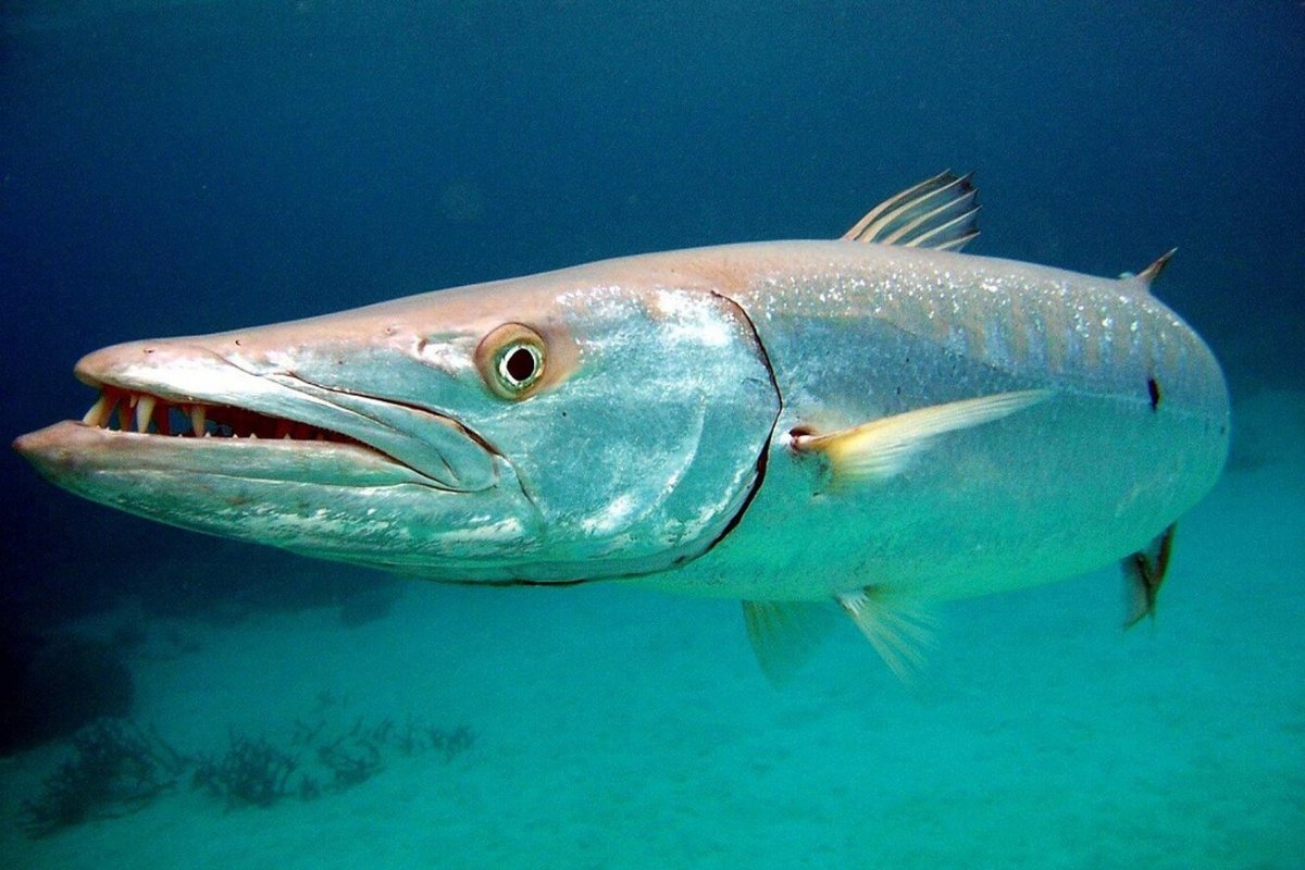 Барракуда и щука