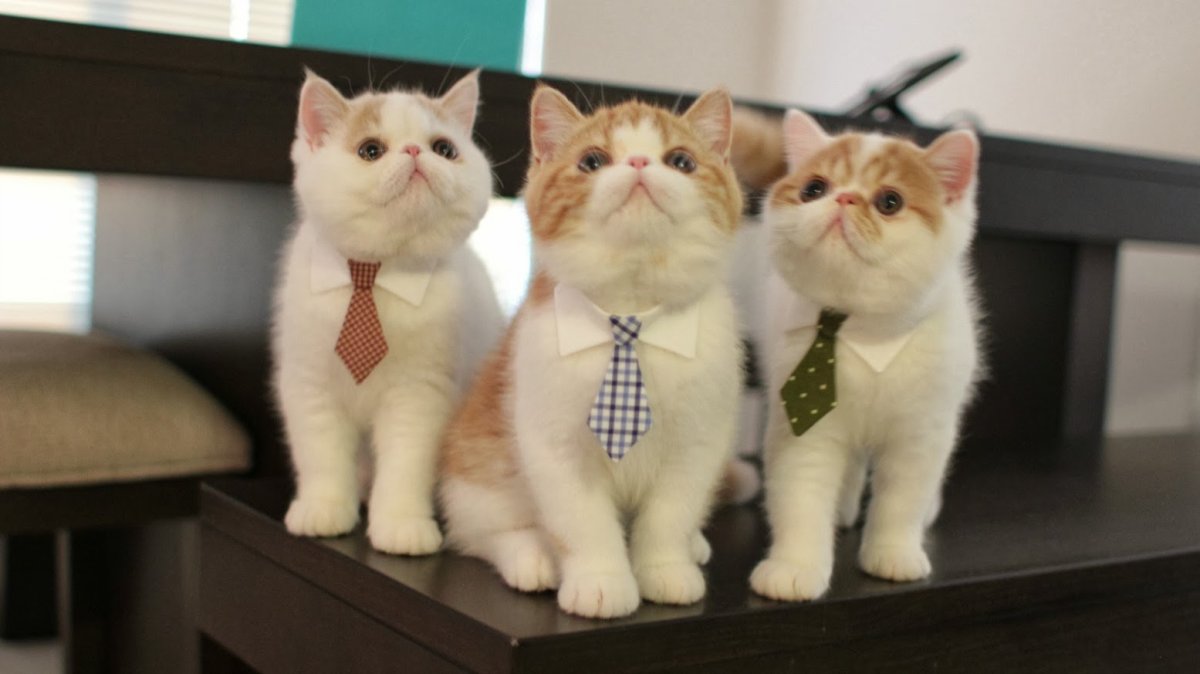 Коты бизнесмены