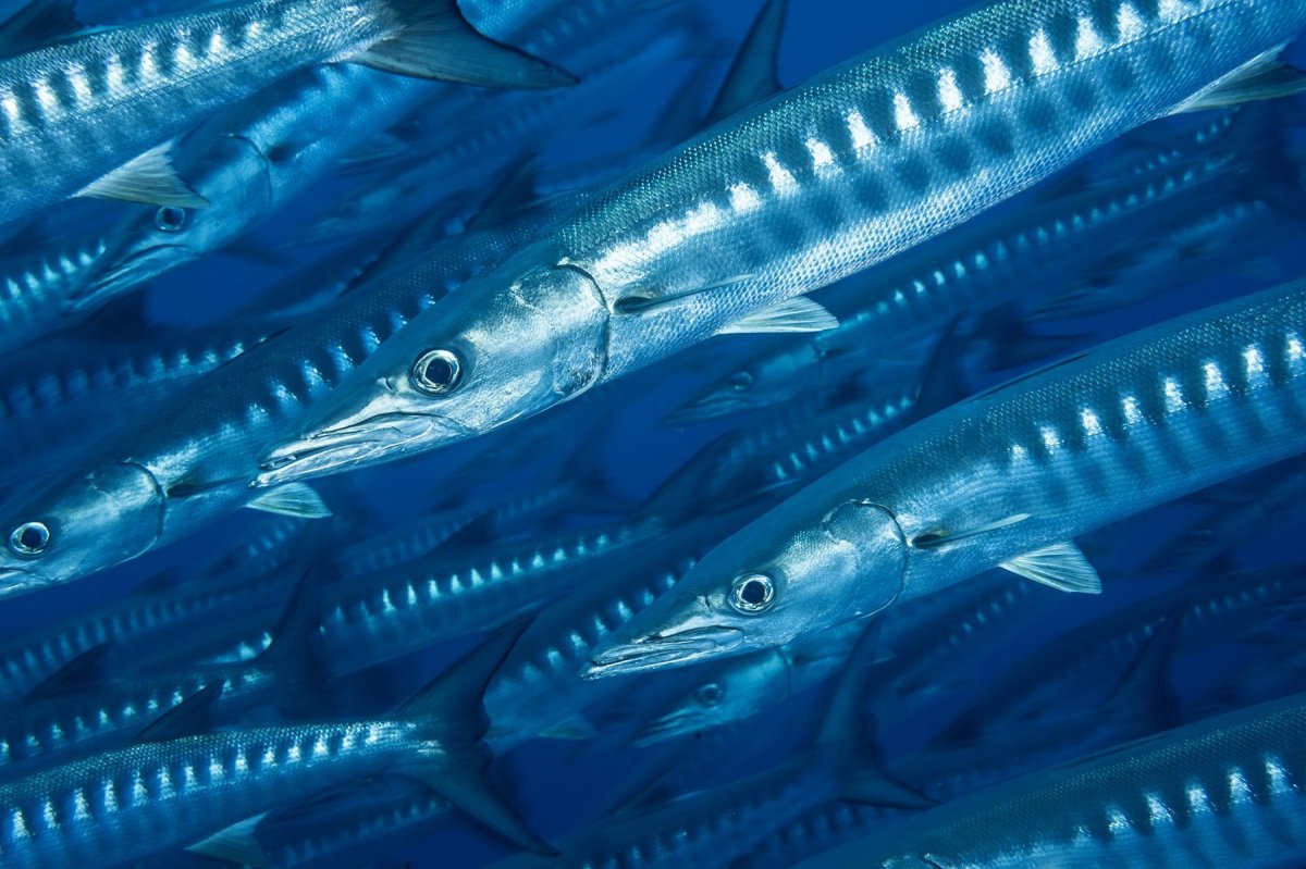 Щука в щуке