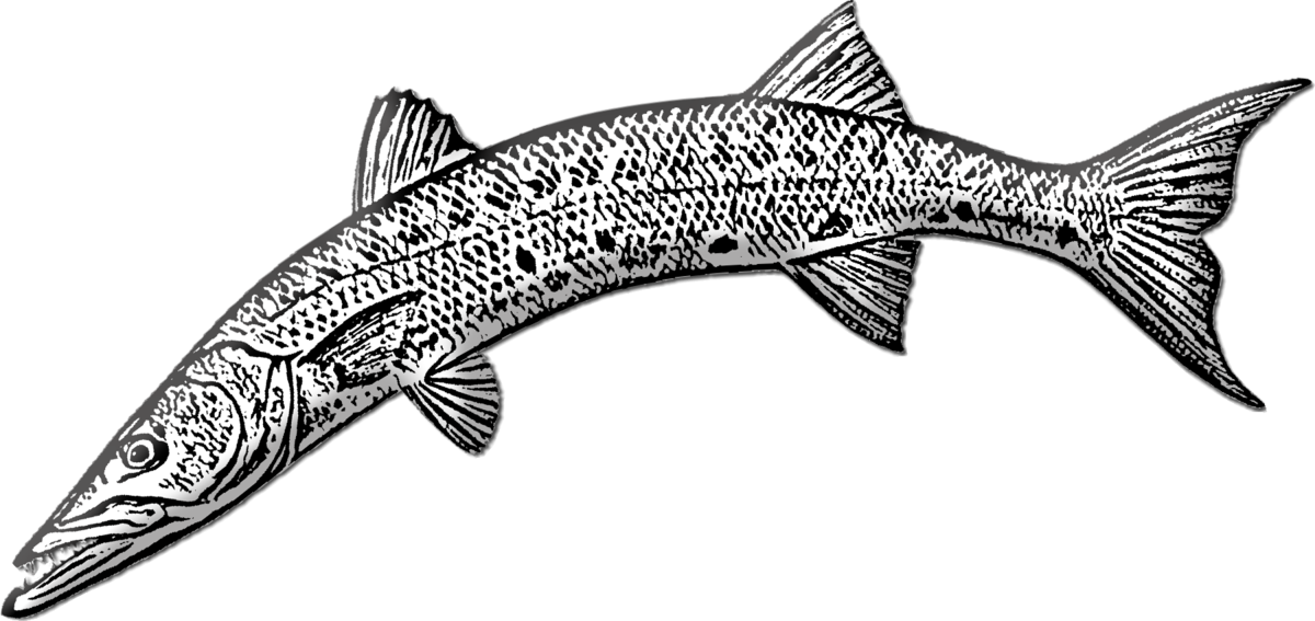 Барракуда раскраска