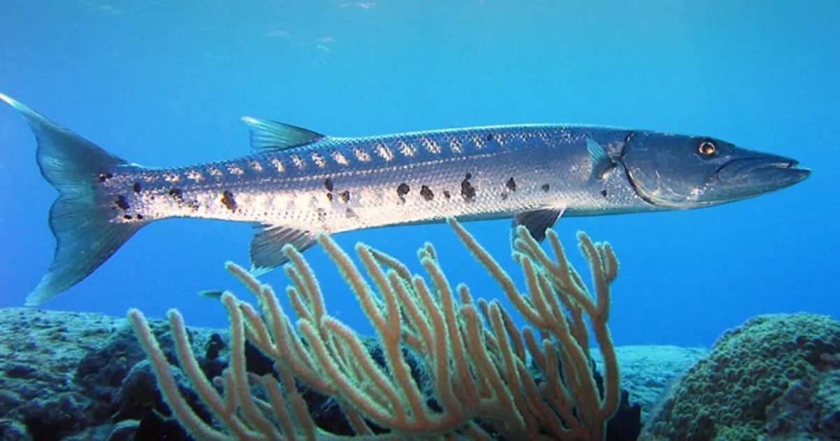 Акула Барракуда